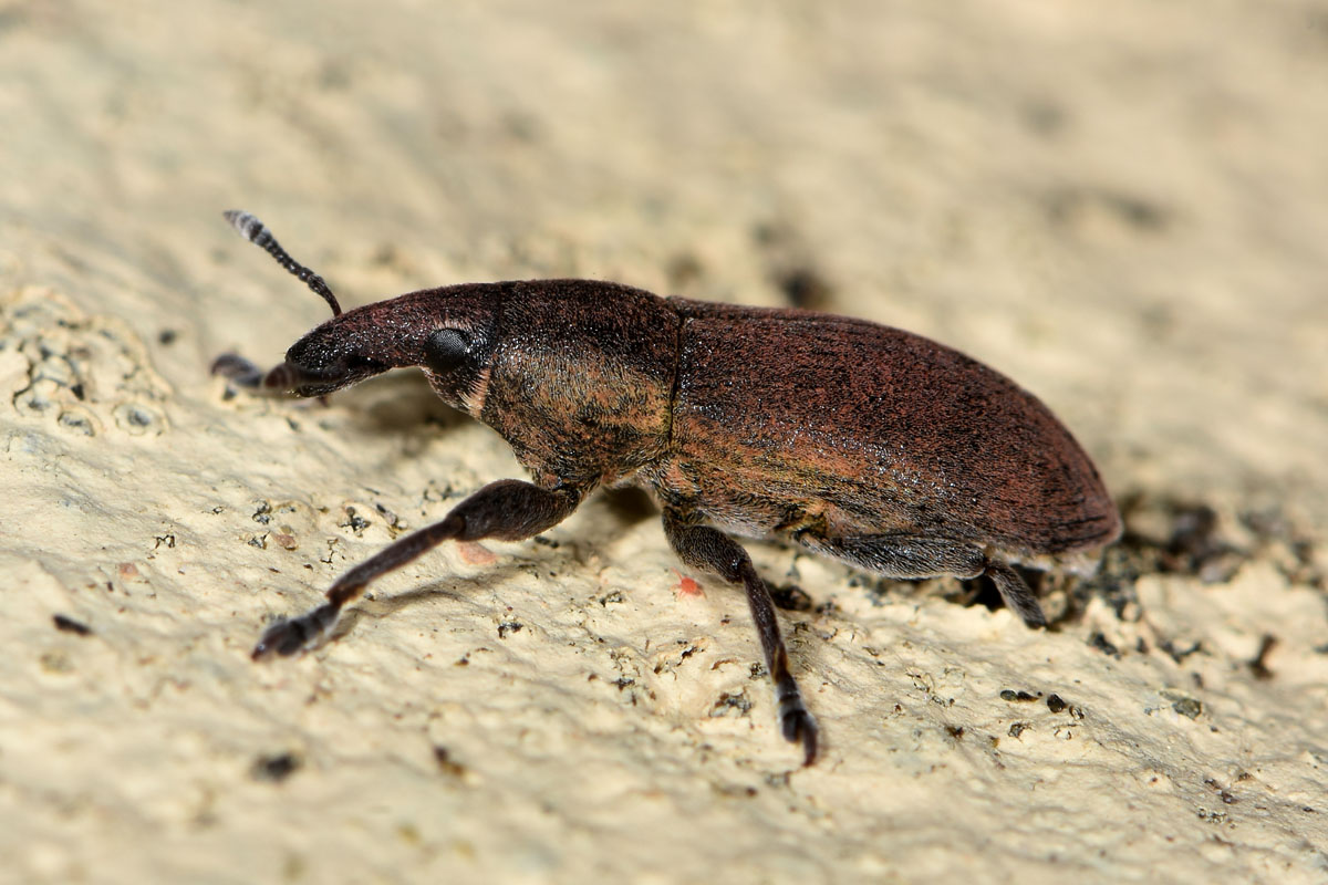 Curculionidae:  Lixus angustus?  S !
